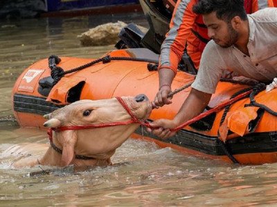 गौ रक्षा अभियान  एक पवित्र संकल्प